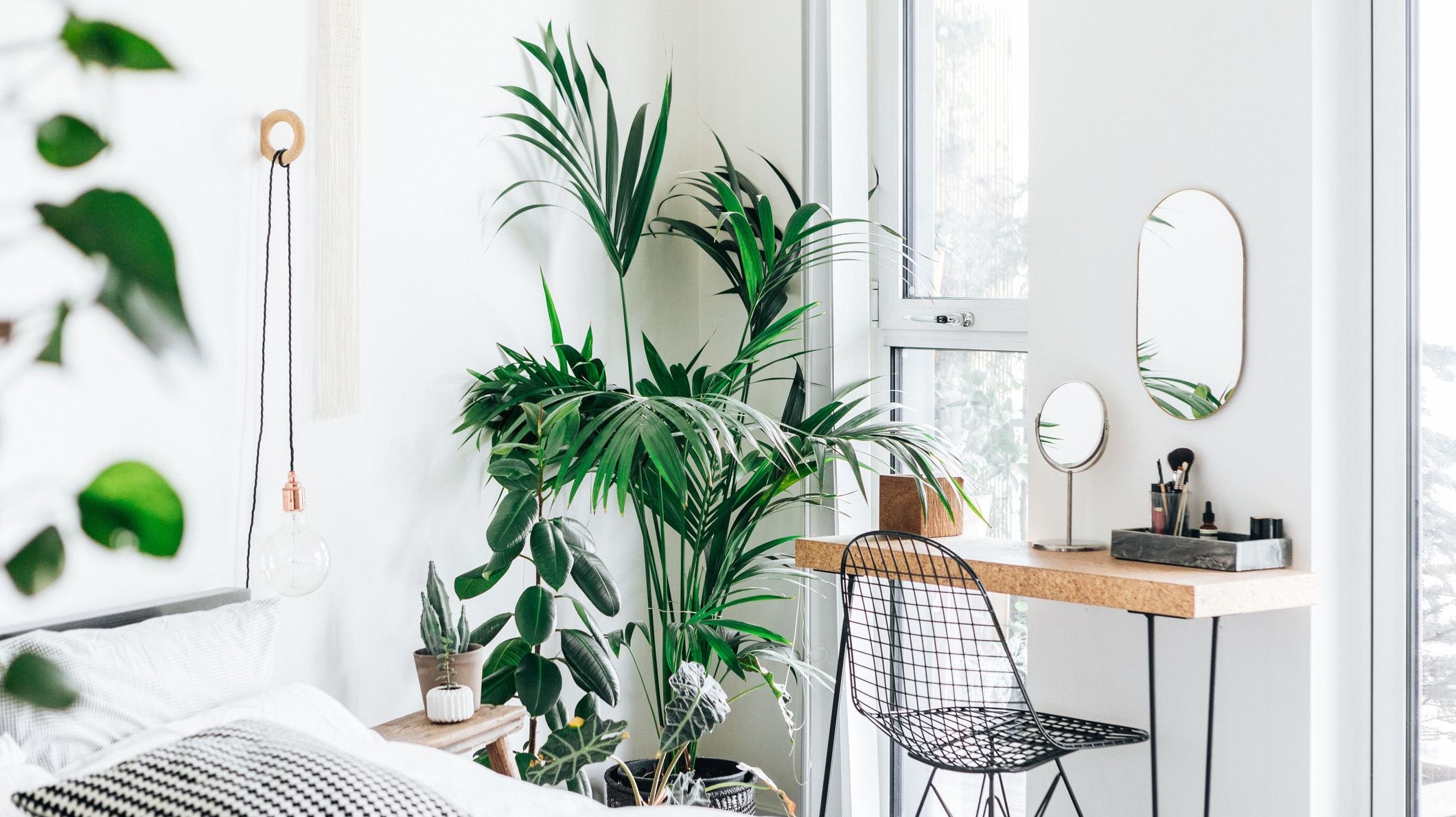 Bedroom Plants for Better Sleep