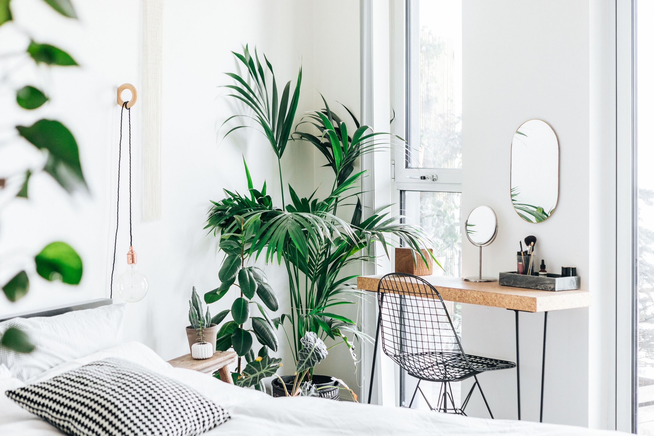 Bedroom Plants for Better Sleep